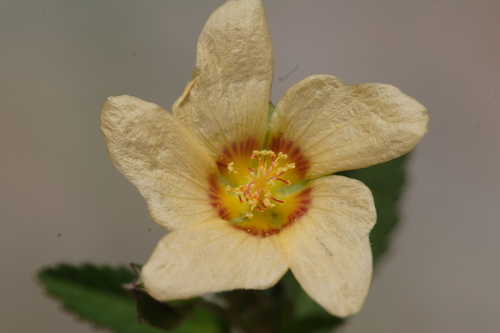 Sida rhombifolia #3